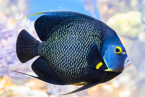 angelfish species