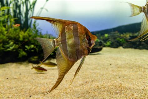 angelfish tank size