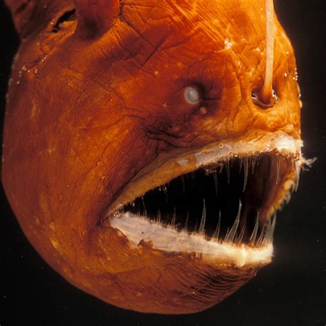 angler fish