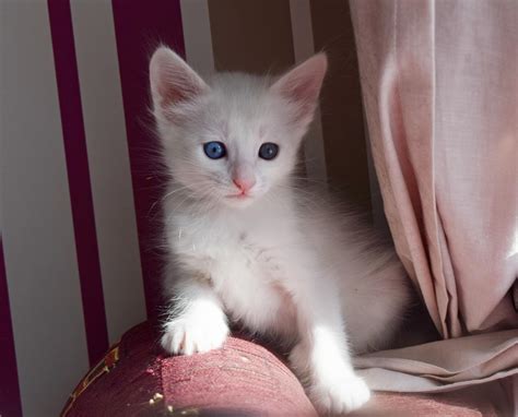 angora cat kittens