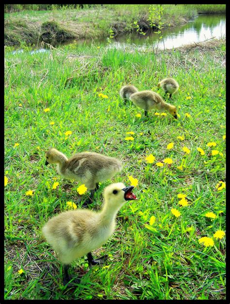 angry gosling