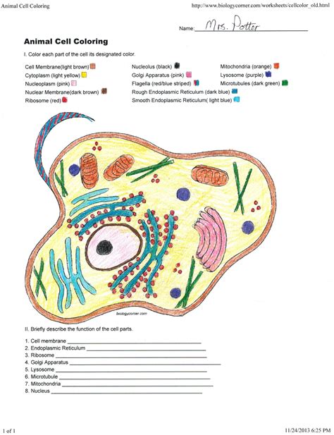 animal cell coloring sheet key PDF