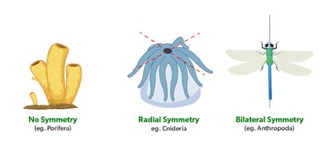 animal classification and body symmetry answers Epub