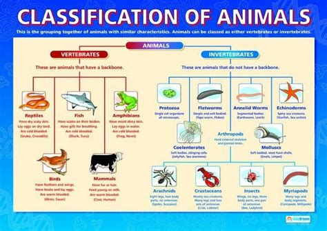 animal classification chart vertebrates Kindle Editon