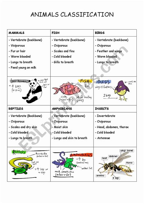 animal classification worksheet answers PDF