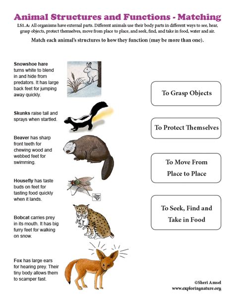 animal form function activity 3 answers Reader