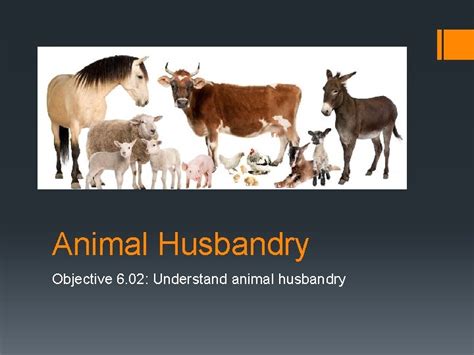 animal husbandry objective answer for 2014 PDF