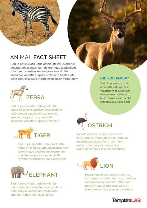 animal information sheet template Reader