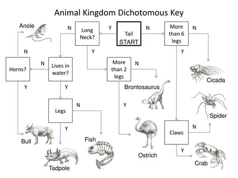 animal kingdom dichotomous key Doc