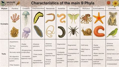 animal kingdom phyla chart PDF