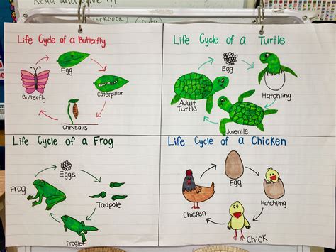 animal life cycle unit for third grade Doc