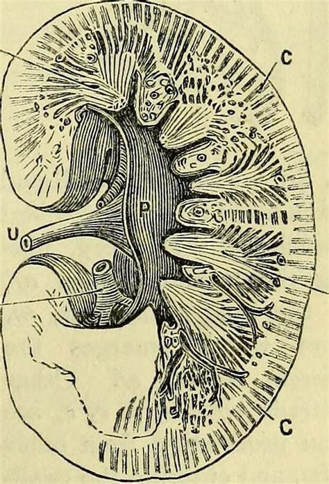 animal physiology john g mkendrick Kindle Editon