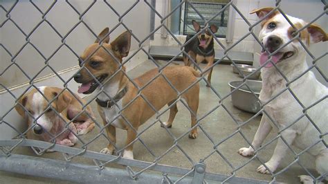 animal shelter in temple