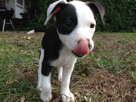 animal shelter tallahassee