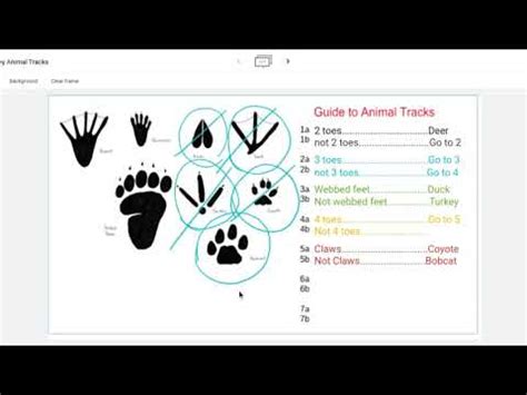 animal tracks dichotomous key Epub