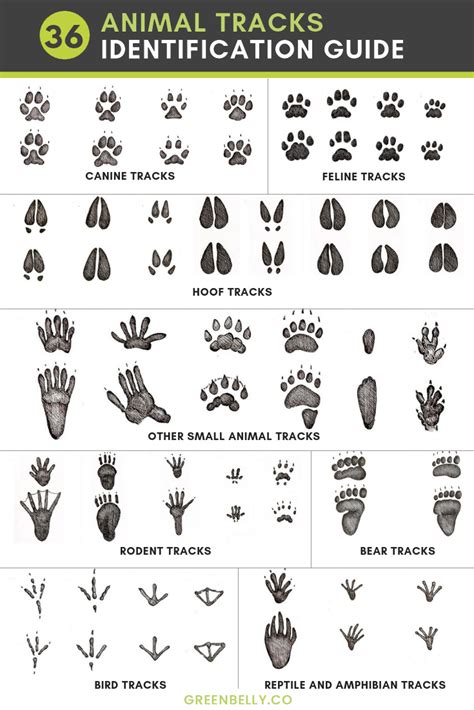 animal tracks of ohio animal tracks guides Reader