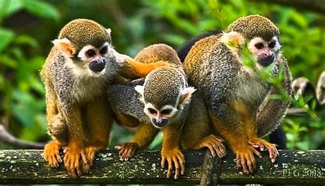 animales de selva amazônica animales de selva amazônica PDF