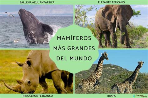 animales gigantes para aprender mas sobre Epub