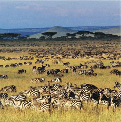 animals of the serengeti and ngorongoro conservation area wildguides Reader