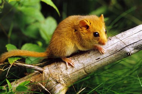 animals that are rodents