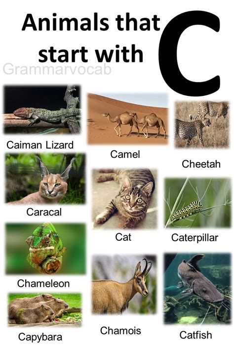 animals that begin with c