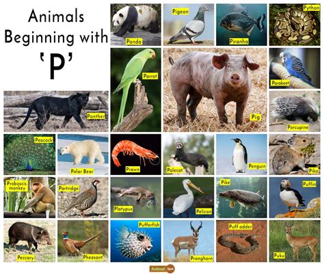 animals that start with a p