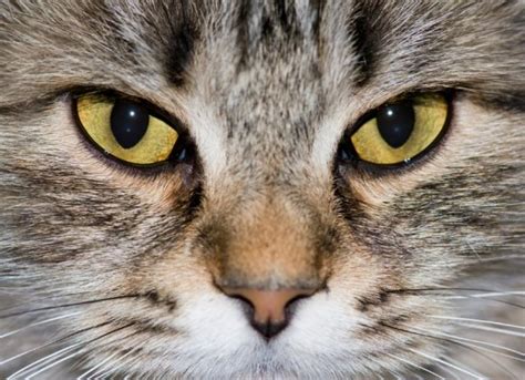 anisocoria in cats