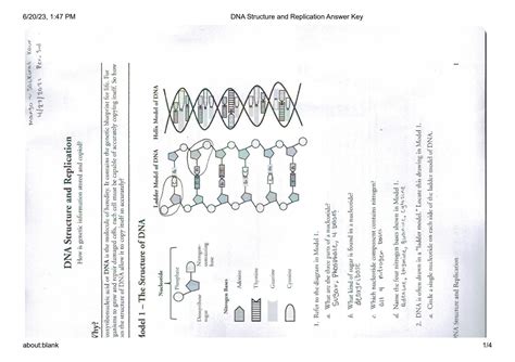 answer key active dna replication PDF