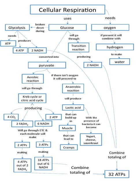 answer key cellular respiration concept map Reader