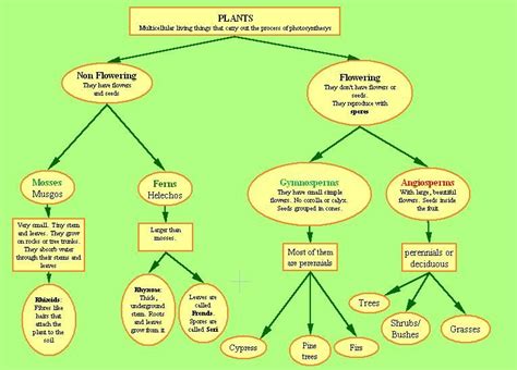 answer key classification of plants concept map PDF
