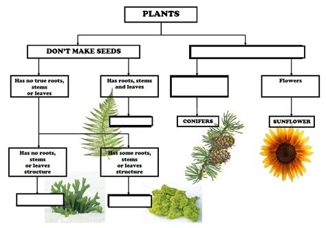 answer key classification of plants concept map Kindle Editon