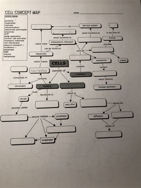 answer key for cell concept map PDF