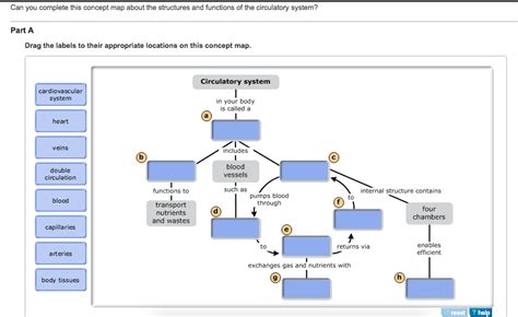 answer key for circulatory system concept map Doc