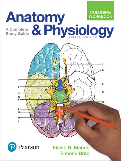 answer key to pearson anatomy physiology Kindle Editon
