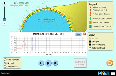 answer key to phet neuron simulation Reader