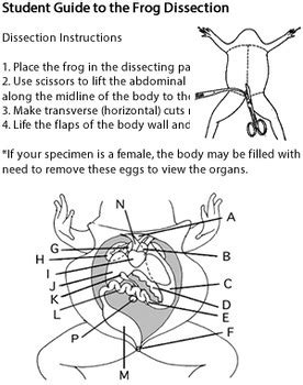 answer key to virtual frog dissection Epub