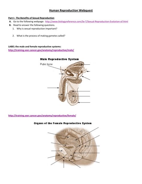 answer keys to human reproduction webquest PDF