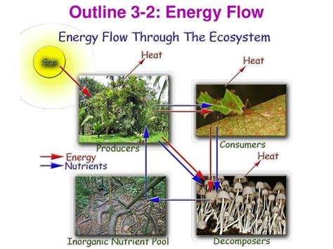 answer-key-to-section-3-2-energy-flow Ebook PDF