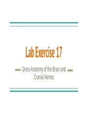 answers for exercise 17 marieb lab PDF