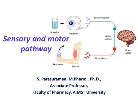 answers itt somatic sensory and motor pathways Ebook Kindle Editon