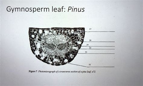 answers of practical task of gymnosperm of the pinus Epub