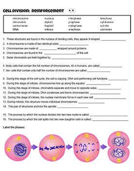 answers to cell division review PDF