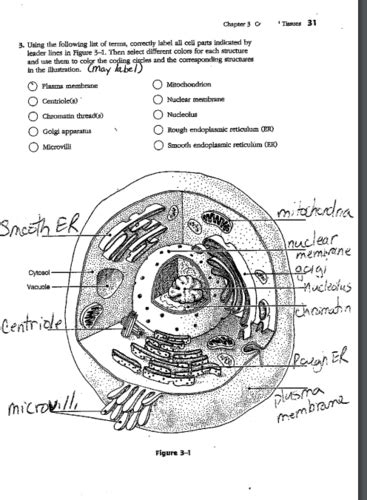 answers to chapter 3 cells tissues packet Epub