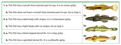 answers to classification key to certain fish PDF