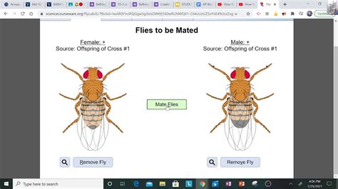 answers to fruit fly lab Epub