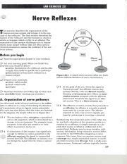 answers to lab exercise 22 nerve reflexes PDF