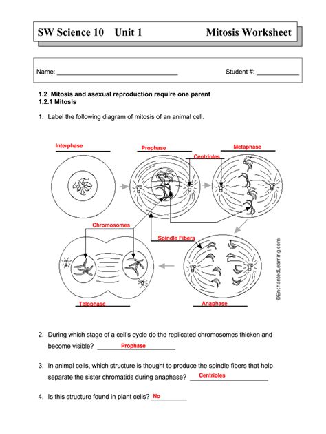 answers to mitosis worksheet Epub