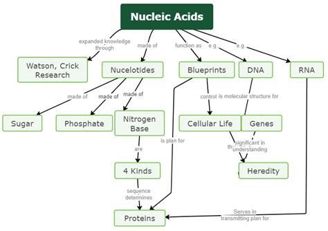 answers to nucleic acid concept map Doc