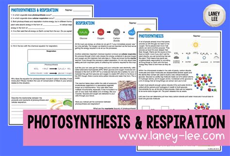 answers to photosynthesis cellular respiration Doc