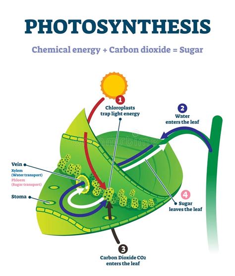 answers to photosynthesis reinforcement leaf diagram Kindle Editon